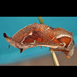 Streblote carinata